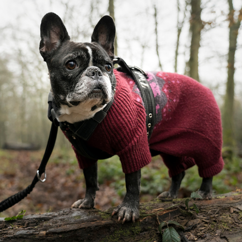 Accessoires pour animaux